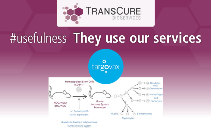 TransCure bioServices involved in Targovax's results
