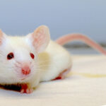 Albino Lab Mouse