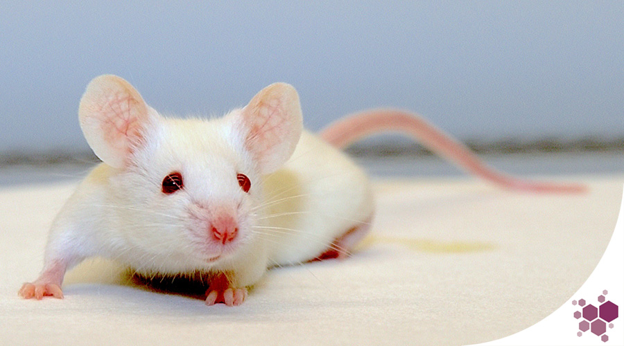Albino Lab Mouse