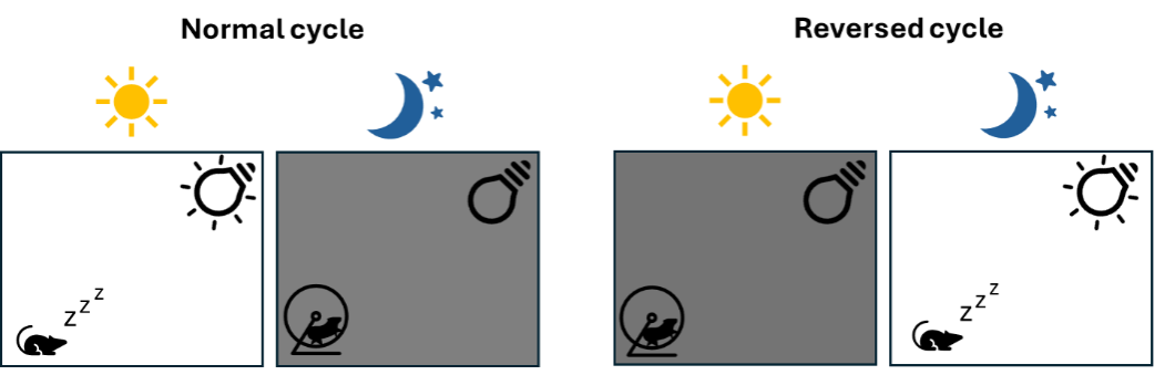Schematic view of normal and reversed cycles