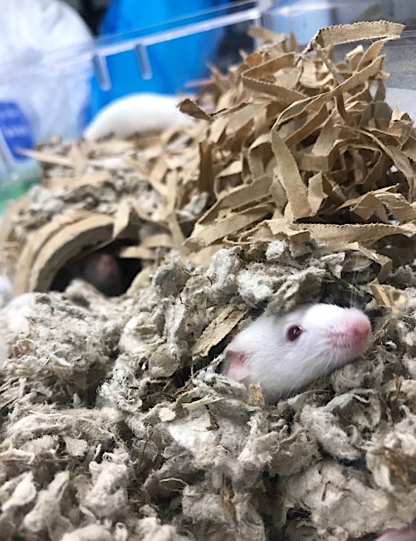 Mouse in nest
